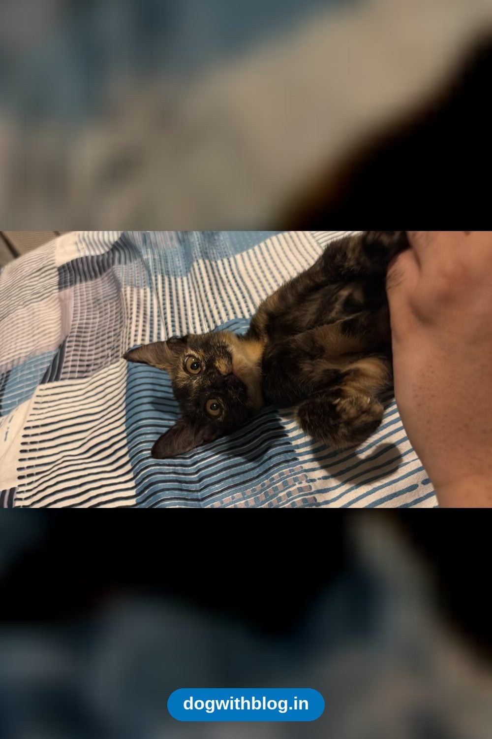 A One-Month-Old Kitten, Hurt and Nursed Back to Health, Needs a Home — Delhi NCR