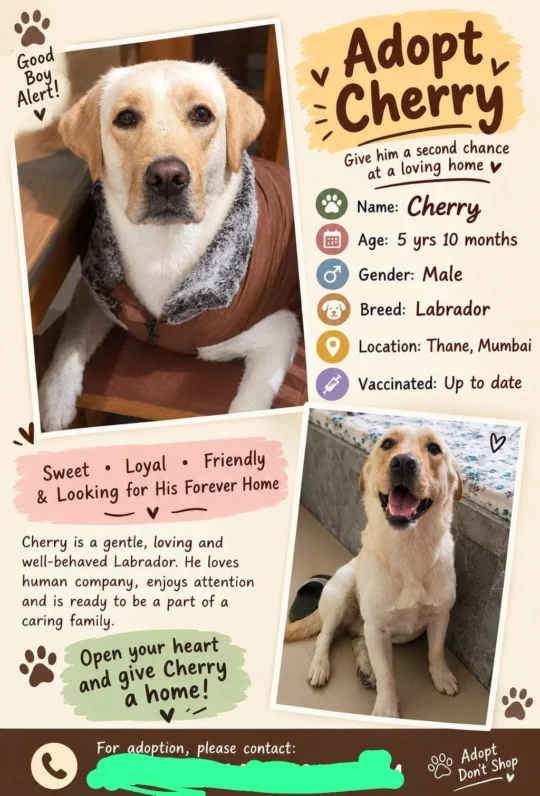 Cherry, a Gentle Five-Year-Old Labrador Ready for a Second Chance, adoptable dog in Thane