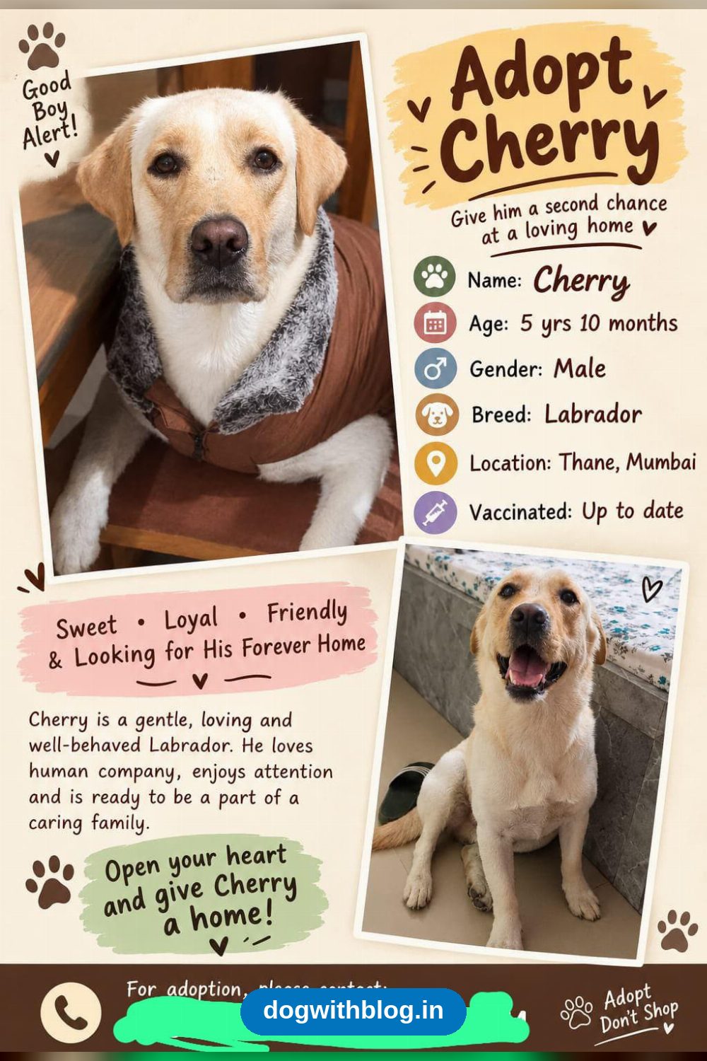 Cherry, a Gentle Five-Year-Old Labrador Ready for a Second Chance — Thane