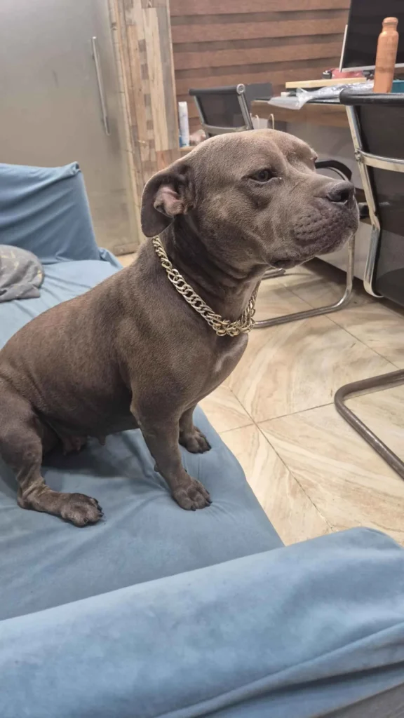 Adoption Request - American Pitbull F - pet in Delhi NCR