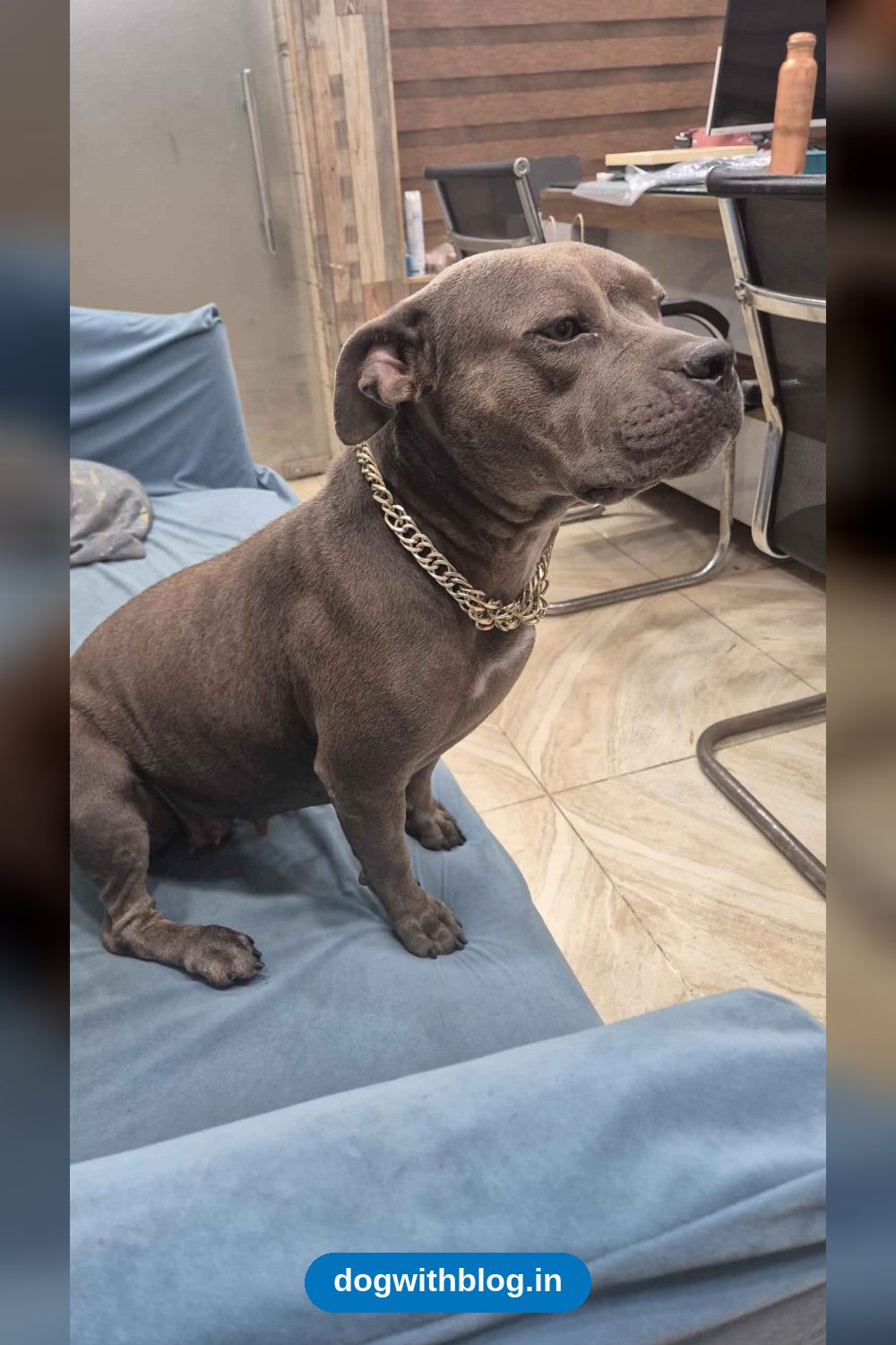4-Year-Old Female American Pitbull Needs a New Home — Delhi NCR
