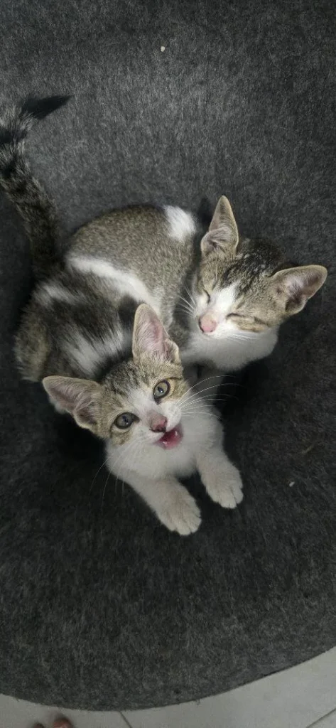 Kittens for adoption (Bangalore) - kitten in Bengaluru