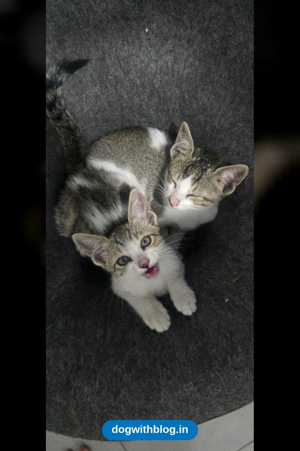 Hitchki and Mitchki, Two Rescued Kittens, Need a Home Together — Bengaluru