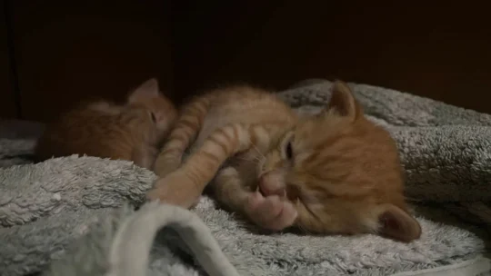 Six-Week-Old Kittens and Their Mama Cat Need Homes, adoptable cat in Delhi NCR