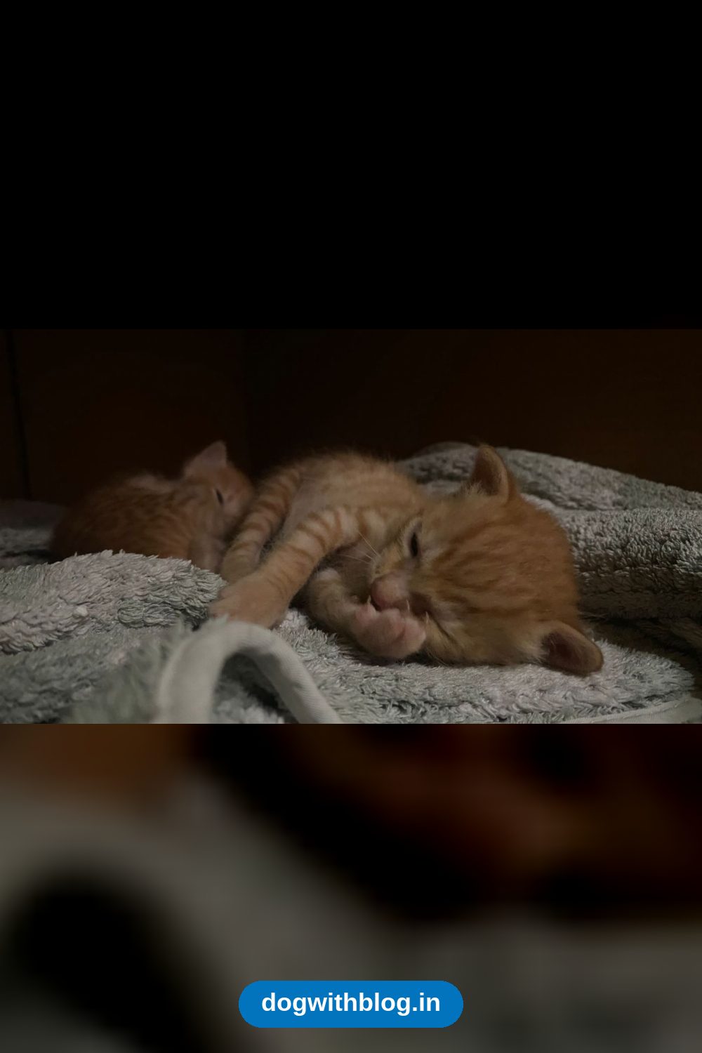 Six-Week-Old Kittens and Their Mama Cat Need Homes — Delhi NCR