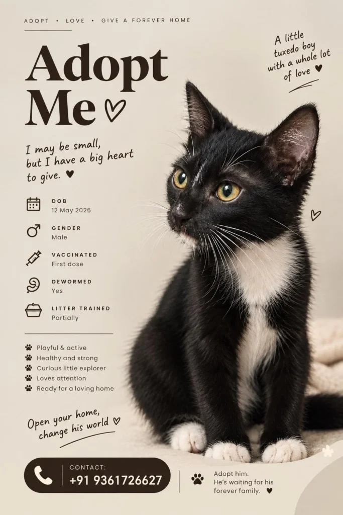 Black-and-white tuxedo kitten sitting and looking to the side, up for adoption in Chennai.