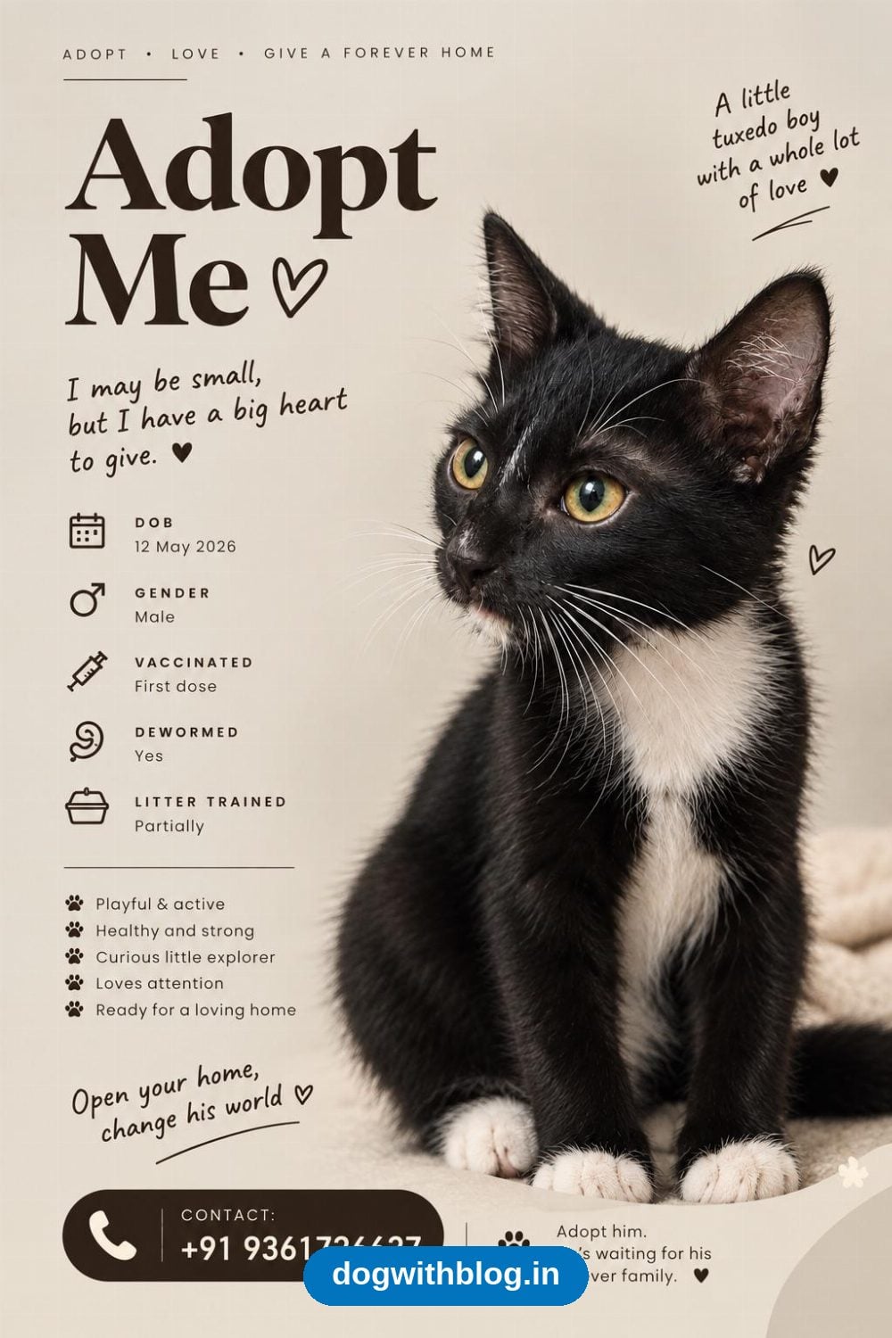 A Four-Month-Old Tuxedo Kitten Needs a Home — Chennai