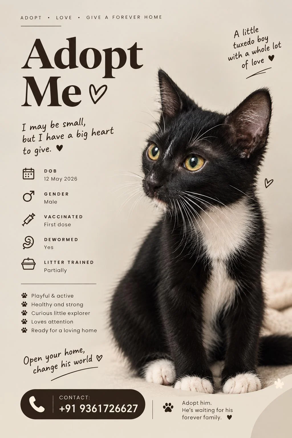 A Four-Month-Old Tuxedo Kitten Needs a Home in Chennai