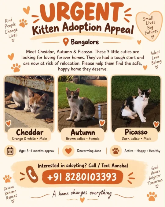 Cheddar, Autumn and Picasso — Three Kittens Need a Home, adoptable cat in Bengaluru