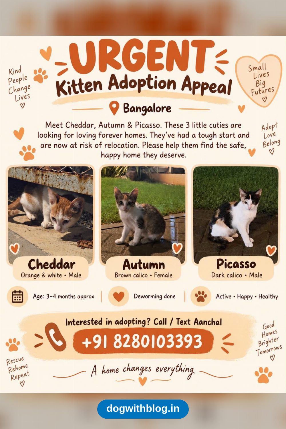 Cheddar, Autumn and Picasso — Three Kittens Need a Home — Bengaluru