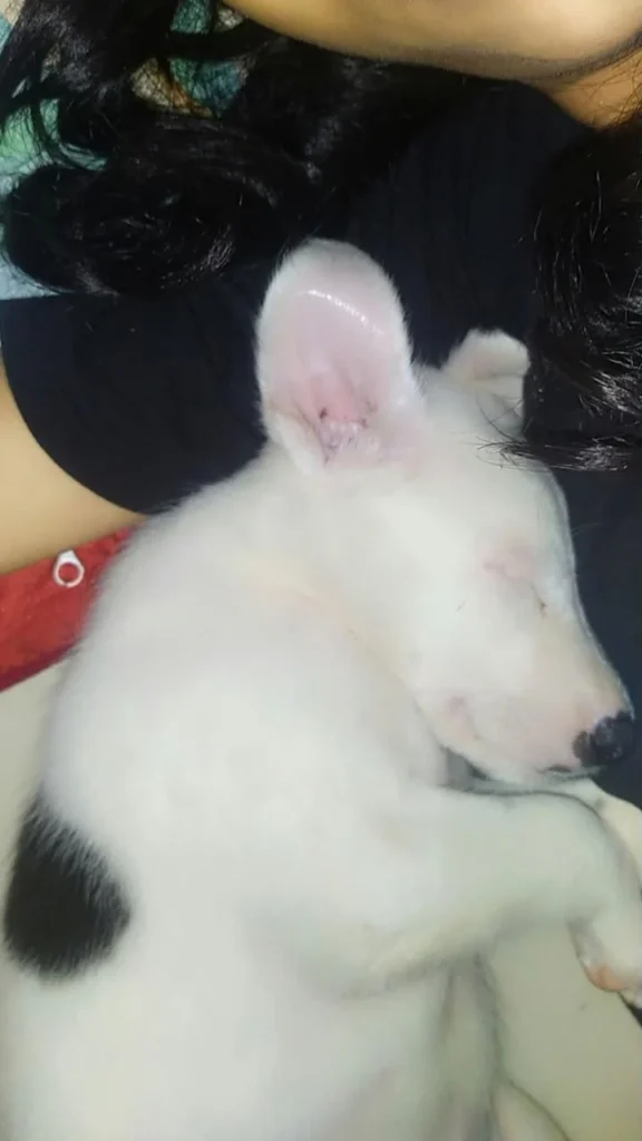White puppy with black spots wearing a black collar, missing from Raghubir Nagar, New Delhi.
