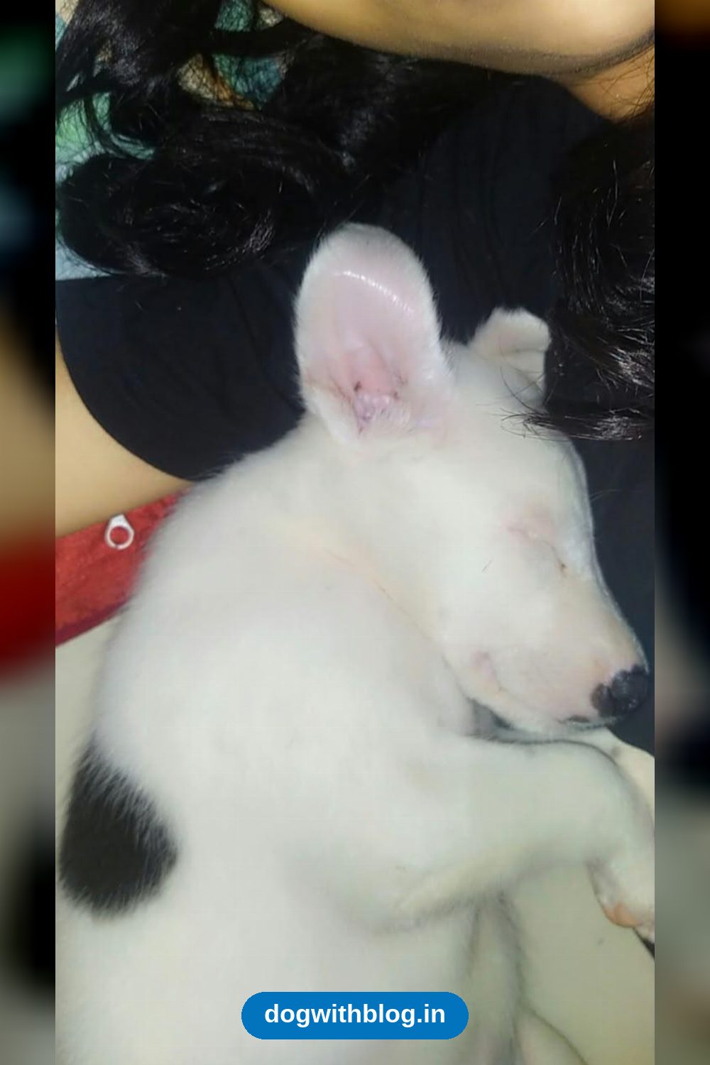 Lost Dog — Oreo — Delhi NCR