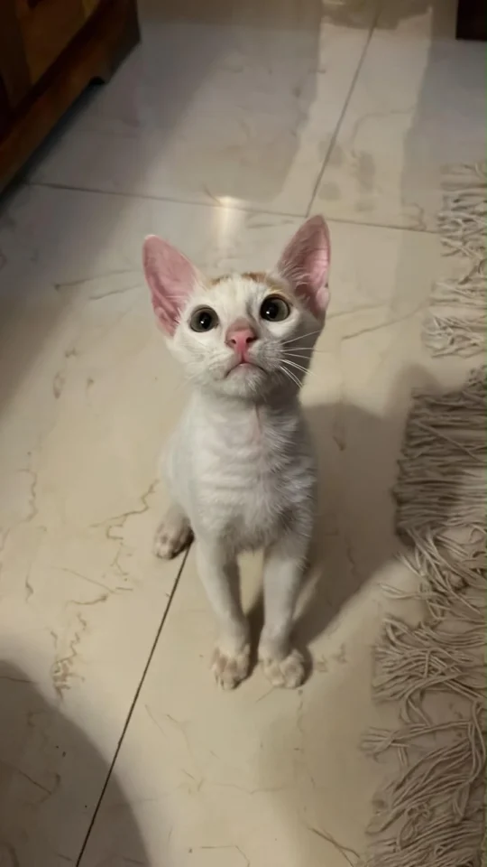 Googly, A Playful Football-Loving Kitten, Needs A Home, adoptable cat in Mumbai