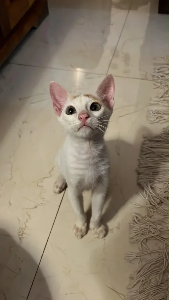 Googly, a mostly white kitten with a small tan patch, stands on a tiled floor looking up at the camera.