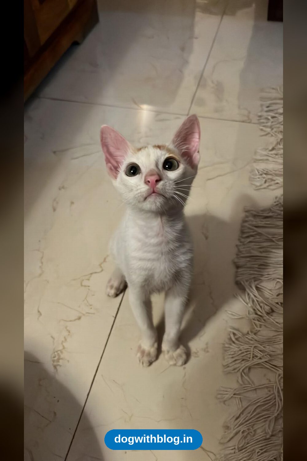 Googly, A Playful Football-Loving Kitten, Needs A Home — Mumbai