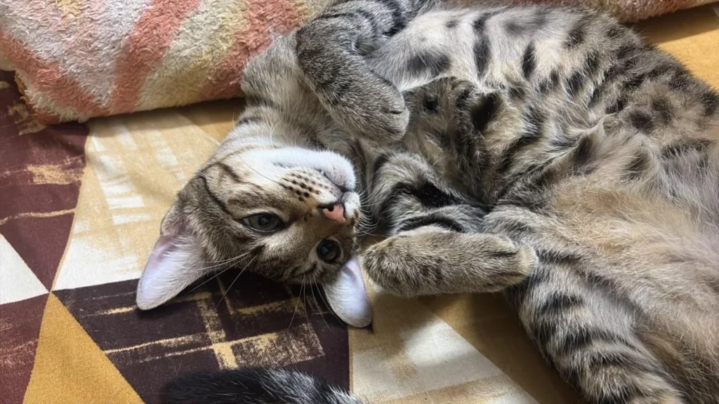 A grey-brown tabby cat lying on her back on a patterned bed cover, looking at the camera with her paws tucked up
