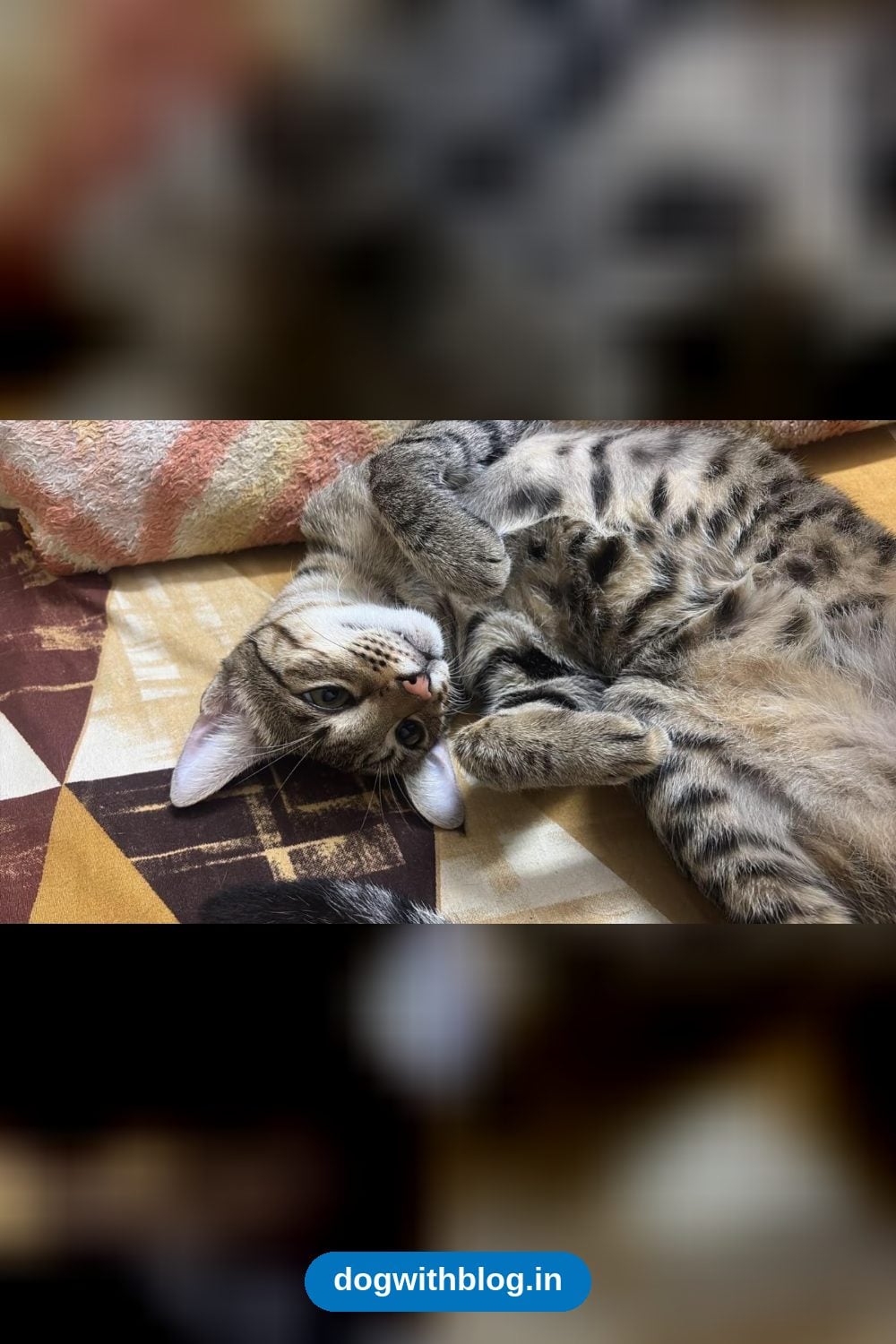A Seven-Month-Old Tabby Girl Who Has Never Had a Sibling Needs a Home — Delhi NCR