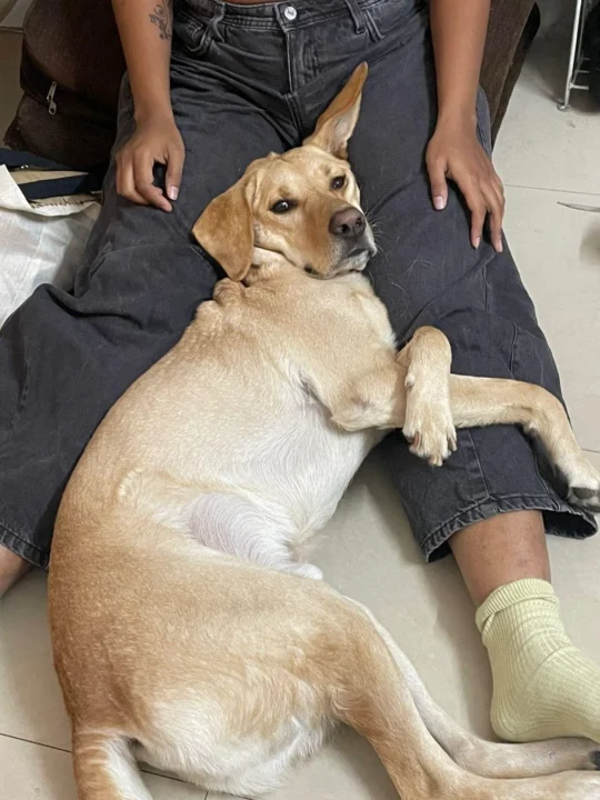 A Fostered Three-Year-Old Labrador Needs a Patient New Home, adoptable dog in Bengaluru