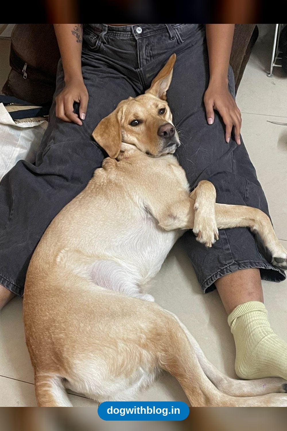 A Fostered Three-Year-Old Labrador Needs a Patient New Home — Bengaluru