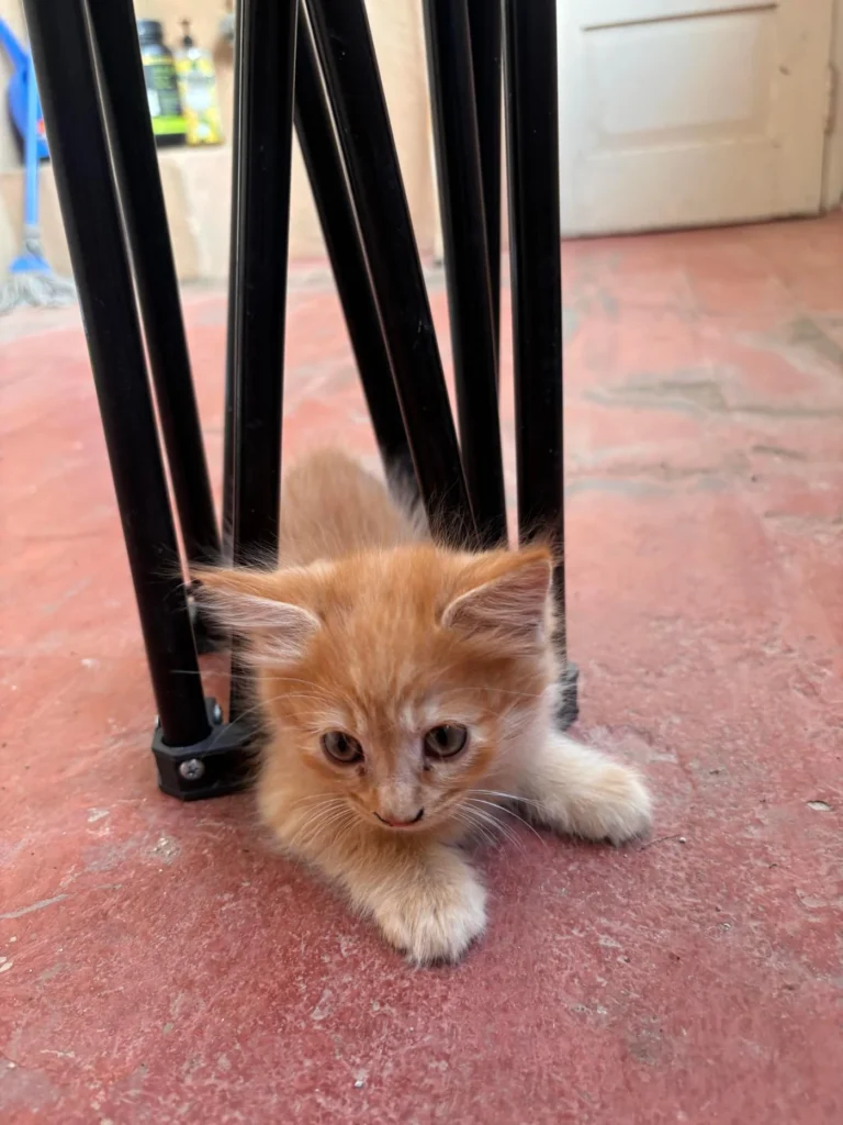 One of two remaining orange-and-white kitten siblings from a litter of five, Koramangala, Bengaluru