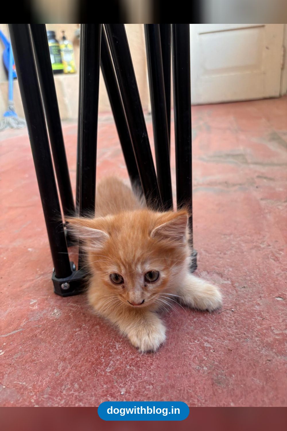 The Last Two of a Litter of Five Are Still Waiting for a Home — Bengaluru