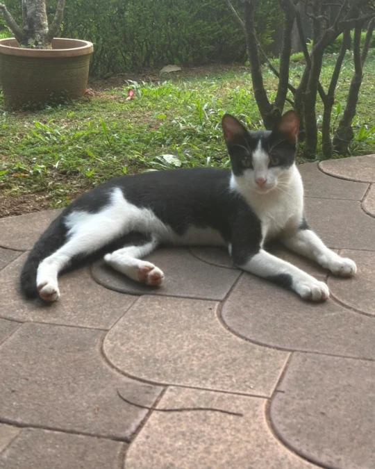 Renovation Is Forcing Five Campus Cats Out of Their Only Home, adoptable cat in Thiruvananthapuram