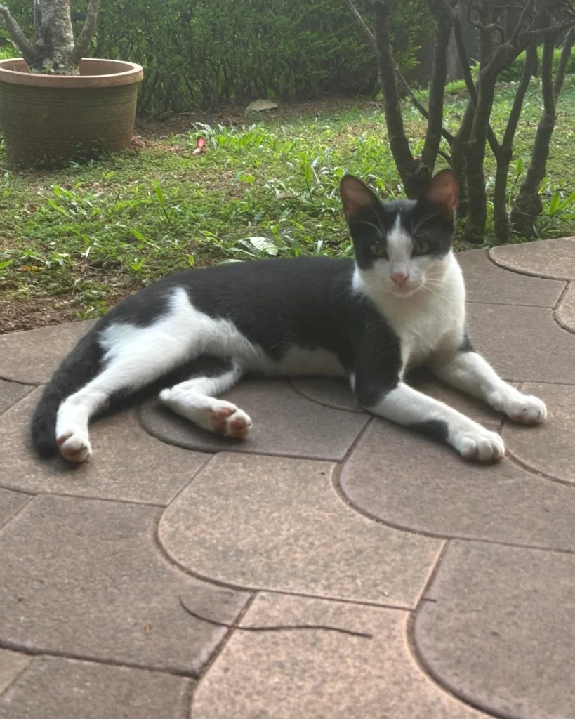 Urgent: Kittens I Feed at My Workplace Are at Risk of Being Thro... - kitten for adoption in India