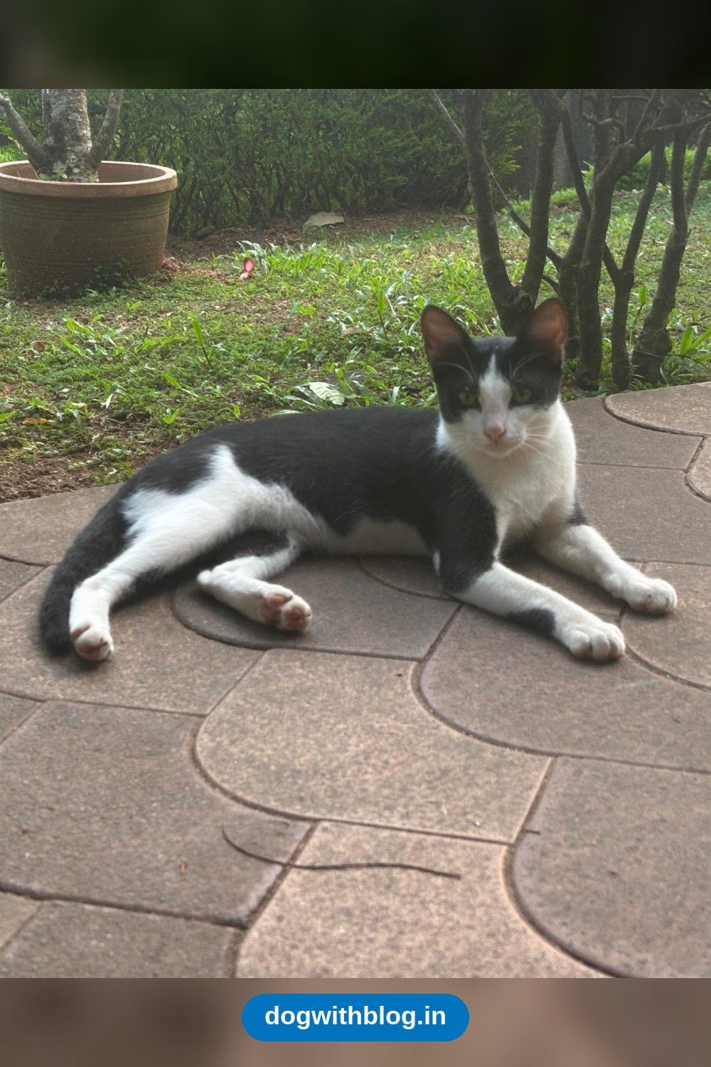 Renovation Is Forcing Five Campus Cats Out of Their Only Home — Thiruvananthapuram