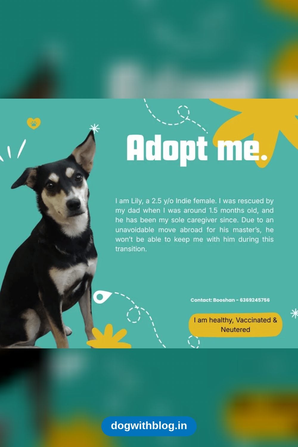 Lily, a 2.5-Year-Old Indie, Needs a New Home — Bengaluru