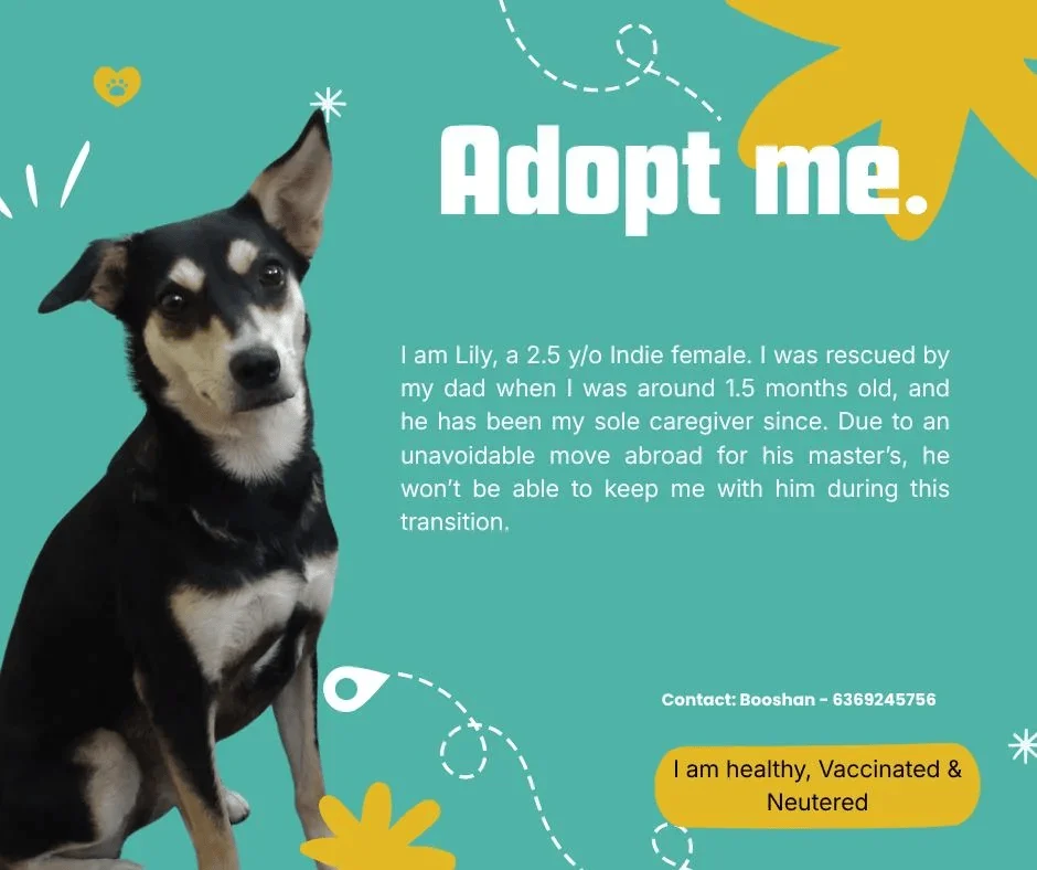 Adopt my 2.5 y/o Lily - pet in Bengaluru