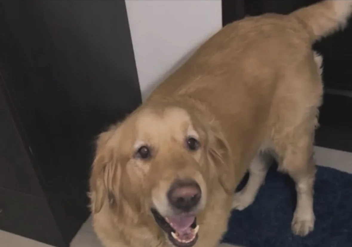 Pablo, a five-year-old Golden Retriever in Delhi whose family moved to Australia without him