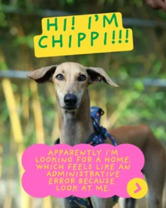 Chippi, a Five-Year-Old Indie Sighthound Who Needs Room to Run