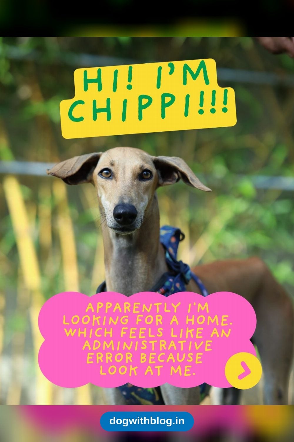 Chippi, a Five-Year-Old Indie Sighthound Who Needs Room to Run — Chennai