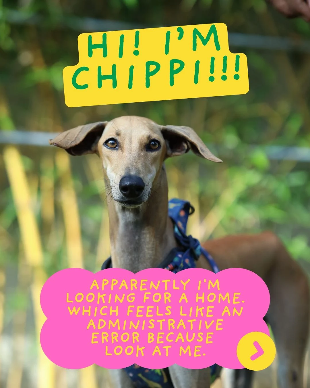 Chippi, a Five-Year-Old Indie Sighthound Who Needs Room to Run — Chennai
