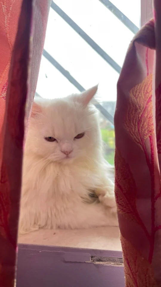 Snow, a Nine-Month-Old Persian Cat, Needs a Home, adoptable cat in Ranchi