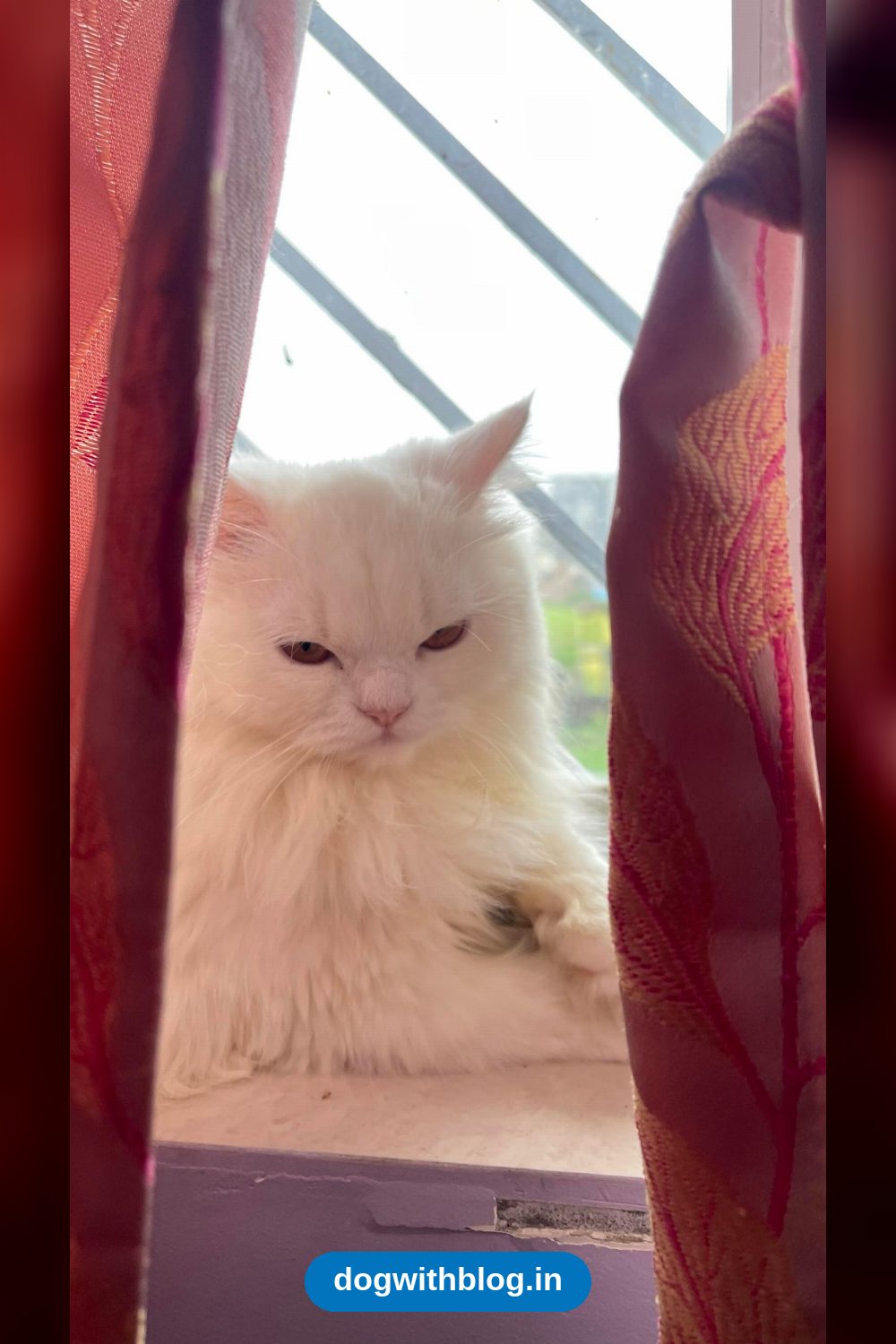 Snow, a Nine-Month-Old Persian Cat, Needs a Home — Ranchi