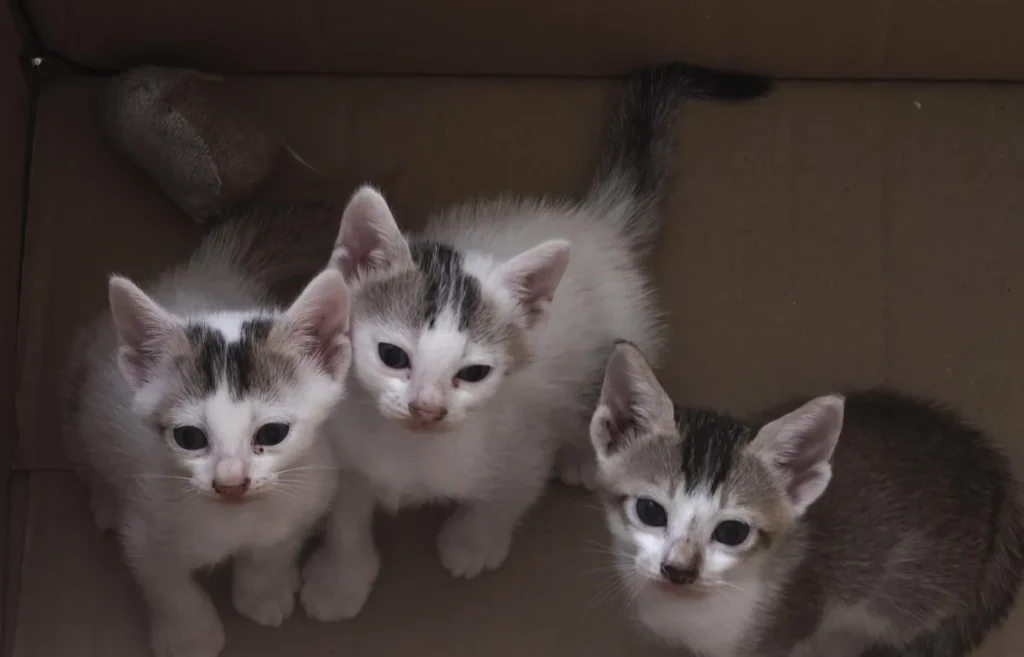 Three young tabby-and-white kittens in a cardboard box looking up at the camera, up for adoption in Kolkata.