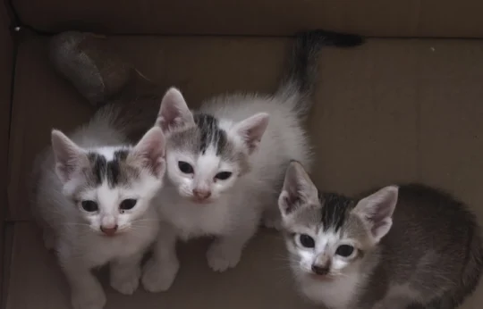Three Twelve-Week-Old Kittens Are Looking for Homes, adoptable cat in Kolkata