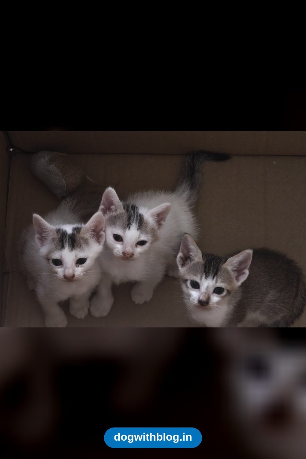 Three Twelve-Week-Old Kittens Are Looking for Homes — Kolkata