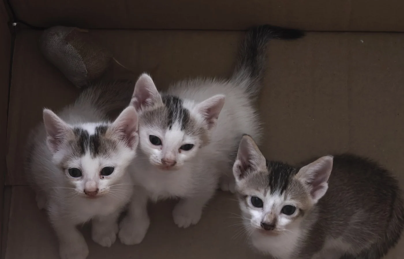 Three Twelve-Week-Old Kittens Are Looking for Homes in Kolkata