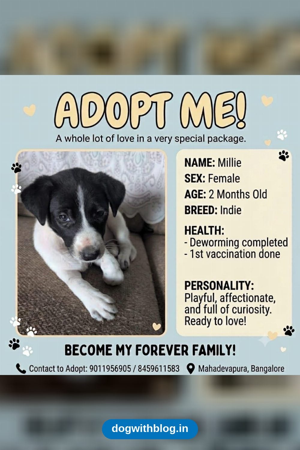 Millie and Her Littermate, Two Rescued Indie Puppies Dumped in Bengaluru, Need Homes