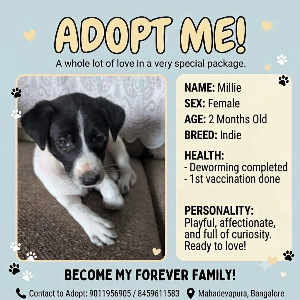 Millie, a black-and-white indie puppy, from a designed adoption poster