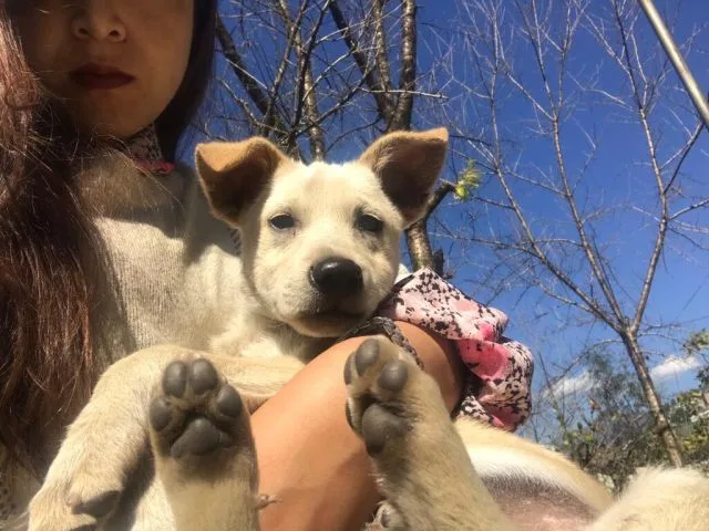 skikkim dog lover