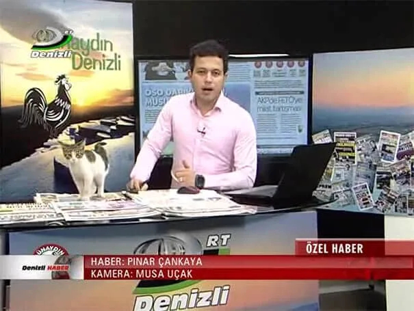 Kitten Walk Into TV Studio