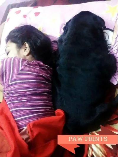 paw prints, poem for dog, suhasini -dogwithblog