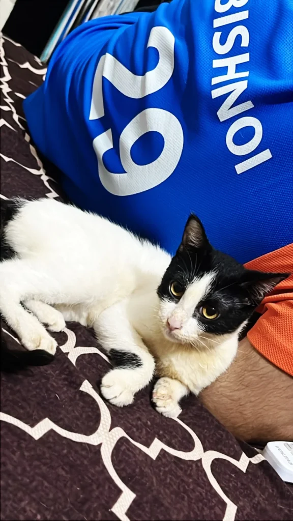 Gauri, a black-and-white tuxedo cat, resting beside her foster’s leg on a bed.