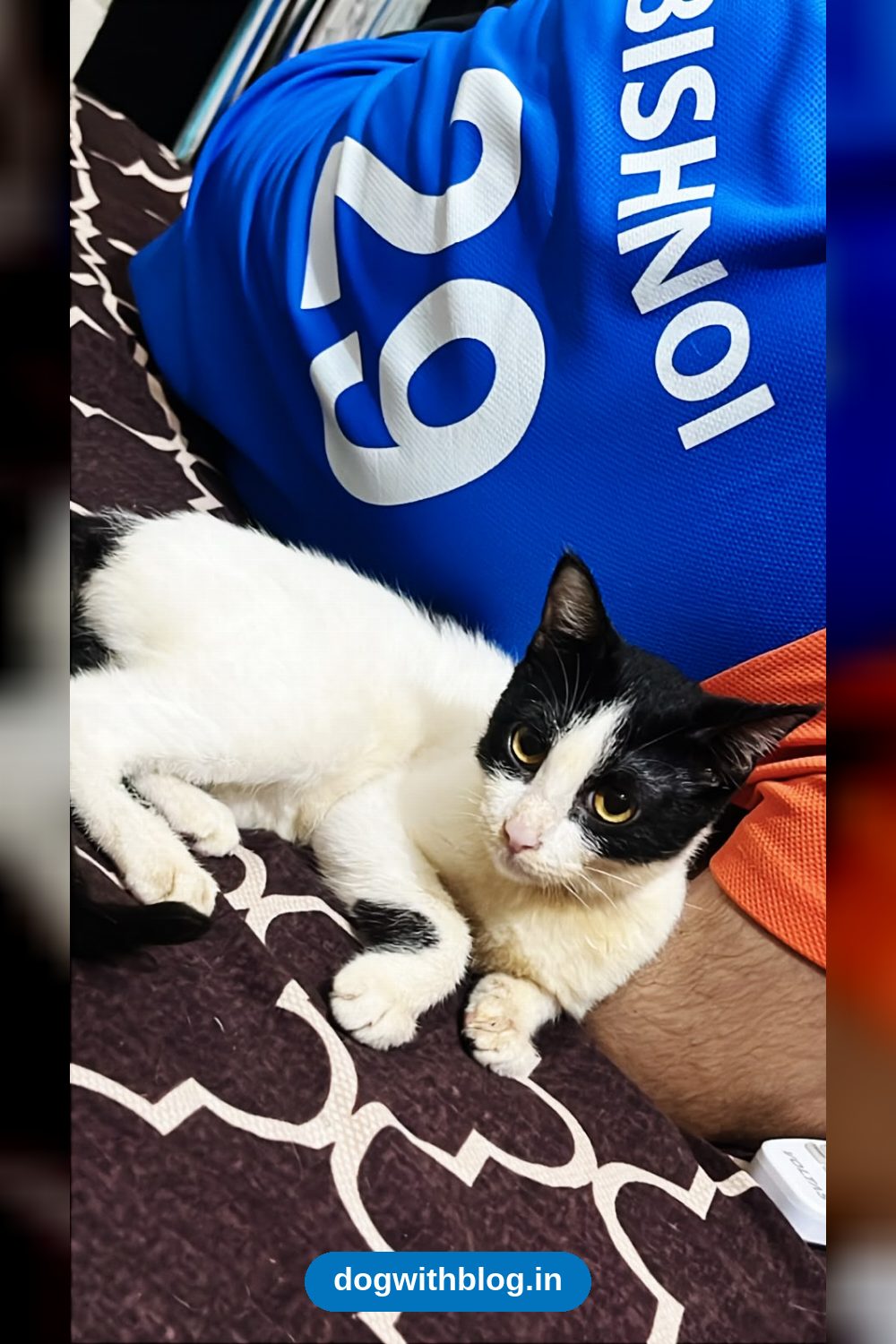 Gauri, a Cat Fighting FIP, Needs an Experienced Foster or Adopter — Delhi NCR