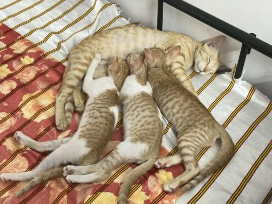 Three Litter-Trained Kittens From Pollachi Need a Home, adoptable cat in Coimbatore