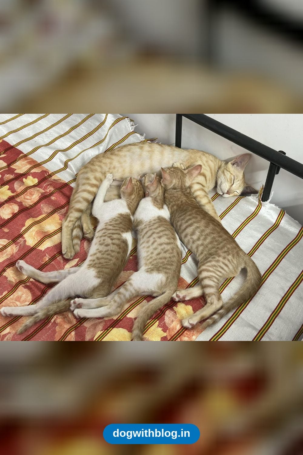 Three Litter-Trained Kittens From Pollachi Need a Home — Coimbatore