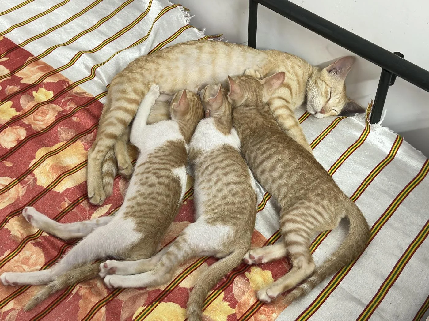 Three Litter-Trained Kittens From Pollachi Need a Home — Coimbatore